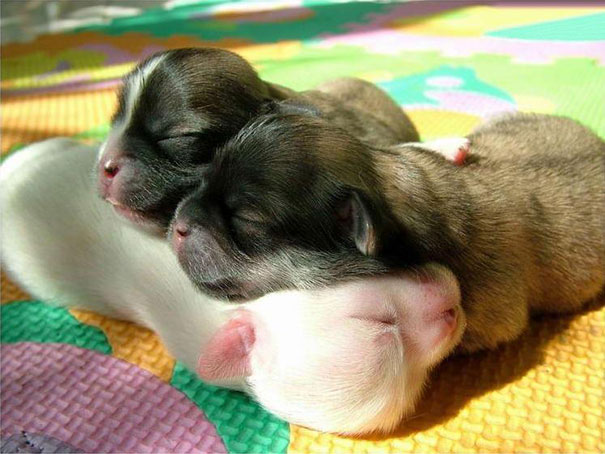 Cuccioli come Cuscini: la Tenera Pennichella di questi Dolcissimi Animali