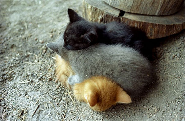 Cuccioli come Cuscini: la Tenera Pennichella di questi Dolcissimi Animali