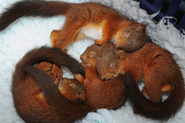 Cuccioli come Cuscini: la Tenera Pennichella di questi Dolcissimi Animali
