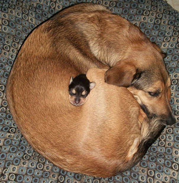 Cuccioli come Cuscini: la Tenera Pennichella di questi Dolcissimi Animali