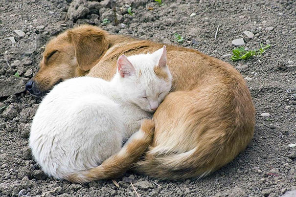 Cuccioli come Cuscini: la Tenera Pennichella di questi Dolcissimi Animali