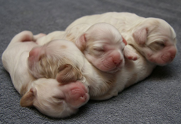 Cuccioli come Cuscini: la Tenera Pennichella di questi Dolcissimi Animali