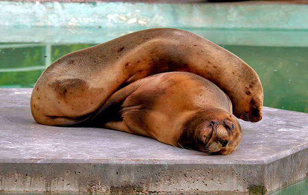 Cuccioli come Cuscini: la Tenera Pennichella di questi Dolcissimi Animali