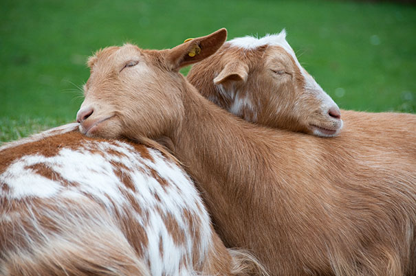 Cuccioli come Cuscini: la Tenera Pennichella di questi Dolcissimi Animali