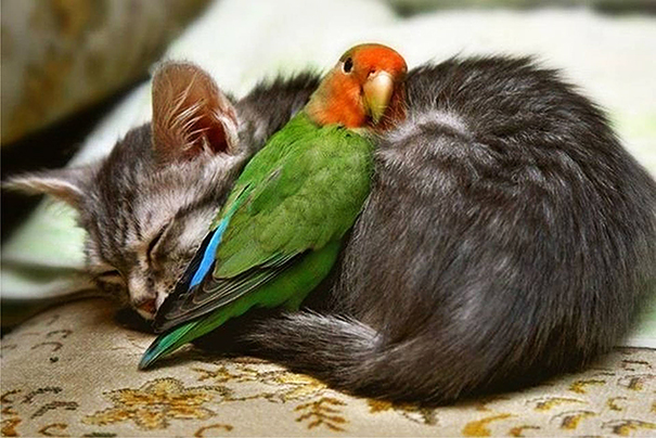 Cuccioli come Cuscini: la Tenera Pennichella di questi Dolcissimi Animali