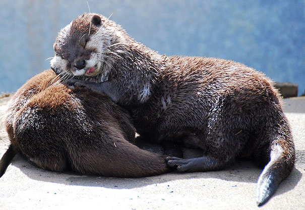 Cuccioli come Cuscini: la Tenera Pennichella di questi Dolcissimi Animali