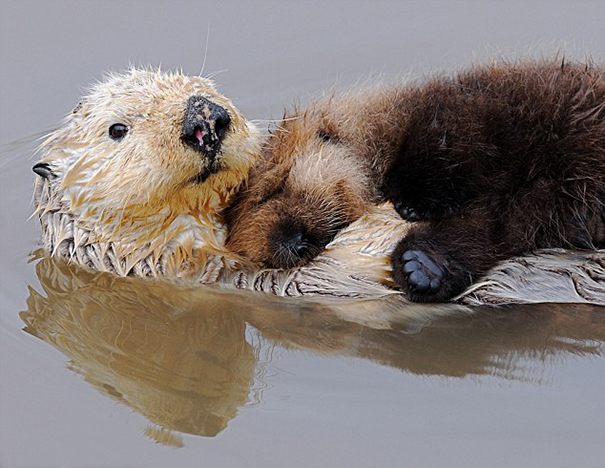 Cuccioli come Cuscini: la Tenera Pennichella di questi Dolcissimi Animali