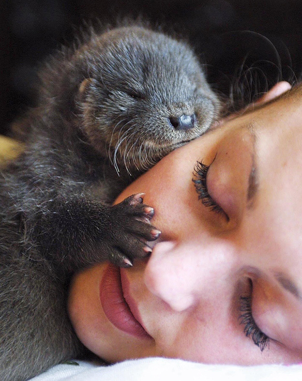 Cuccioli come Cuscini: la Tenera Pennichella di questi Dolcissimi Animali