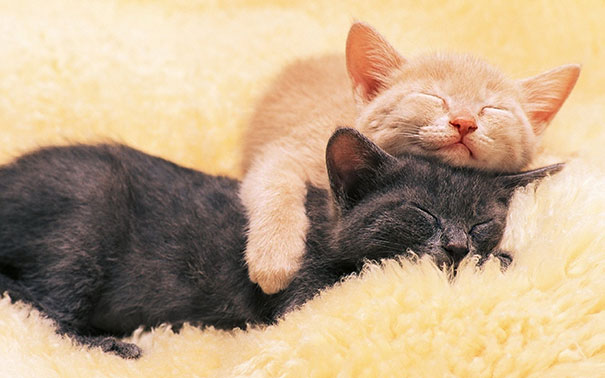 Cuccioli come Cuscini: la Tenera Pennichella di questi Dolcissimi Animali
