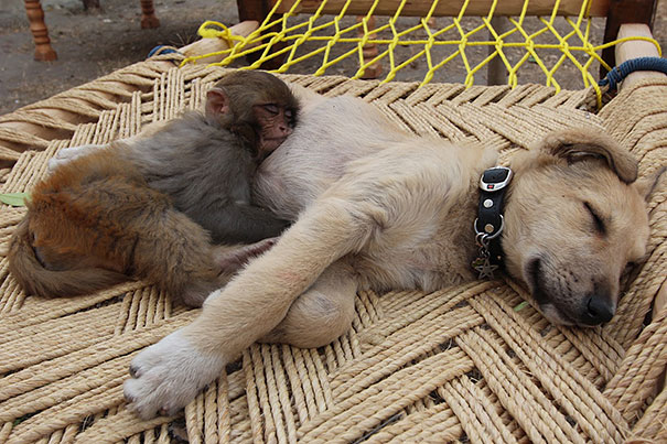 Cuccioli come Cuscini: la Tenera Pennichella di questi Dolcissimi Animali