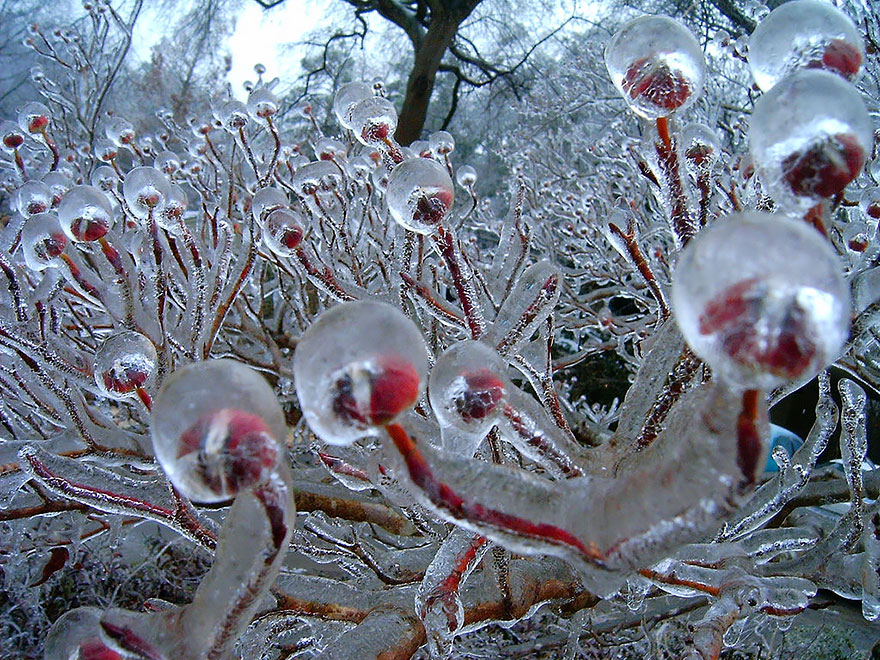Incredibili Opere d'Arte Naturali di Ghiaccio e Neve