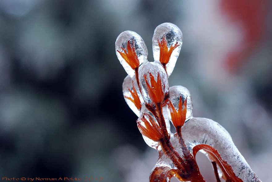 Incredibili Opere d'Arte Naturali di Ghiaccio e Neve
