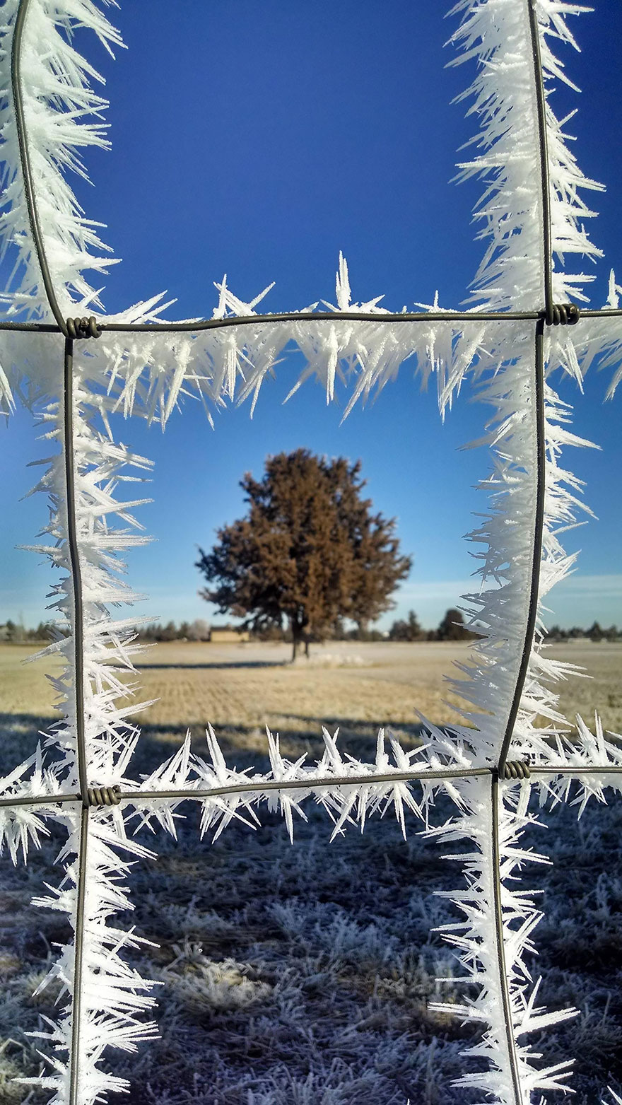 Incredibili Opere d'Arte Naturali di Ghiaccio e Neve