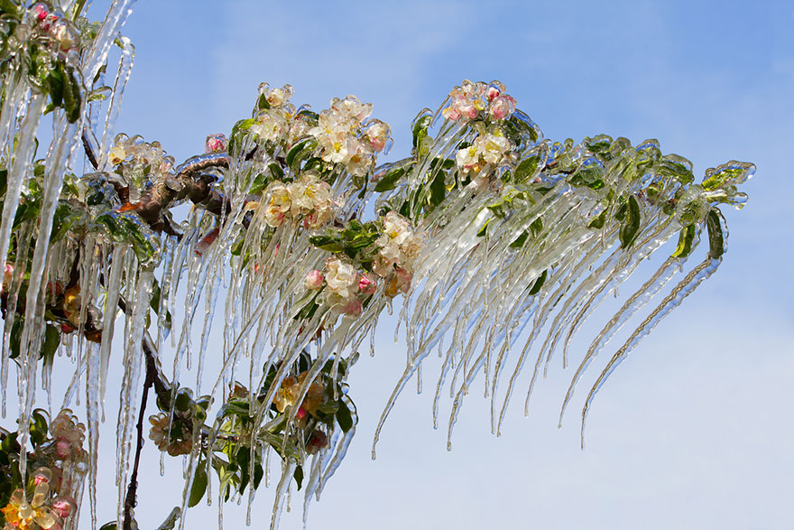 Incredibili Opere d'Arte Naturali di Ghiaccio e Neve