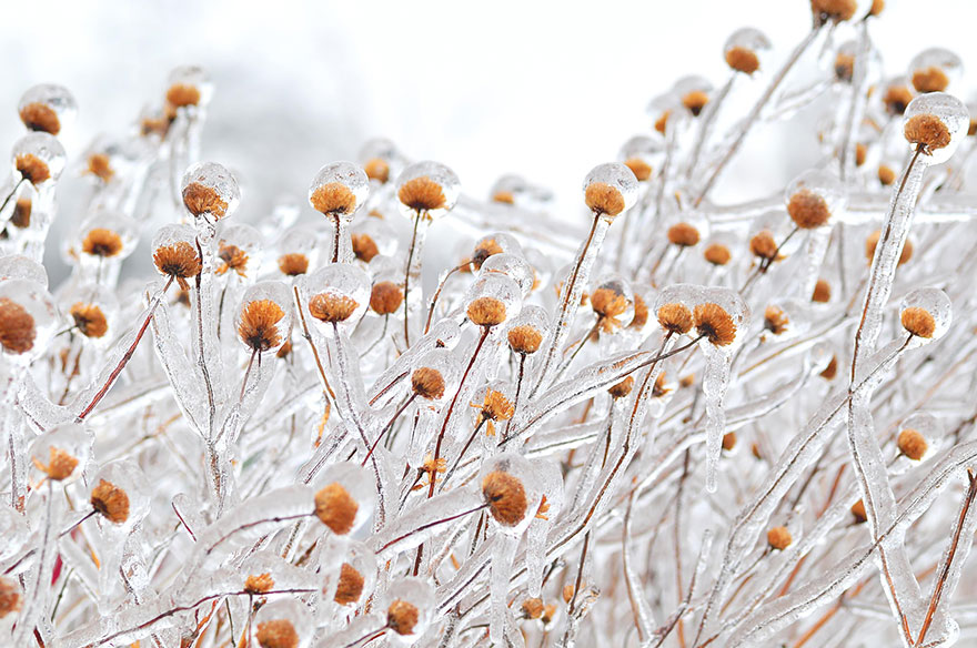Incredibili Opere d'Arte Naturali di Ghiaccio e Neve