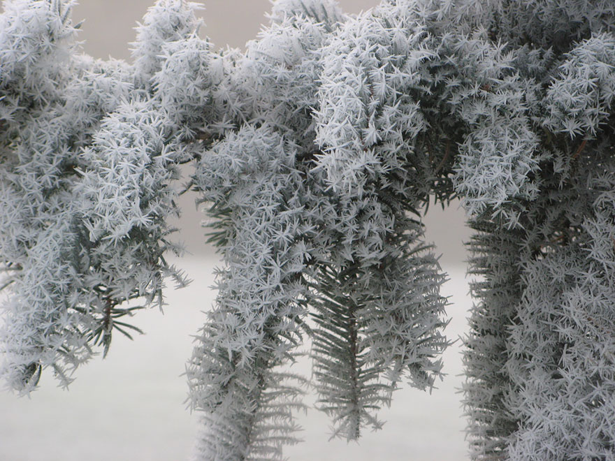 Incredibili Opere d'Arte Naturali di Ghiaccio e Neve