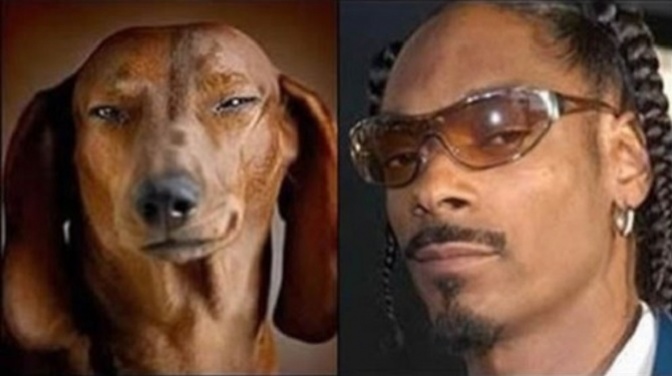 Trova le Differenze: 26 Animali che Assomigliano Incredibilmente a dei VIP