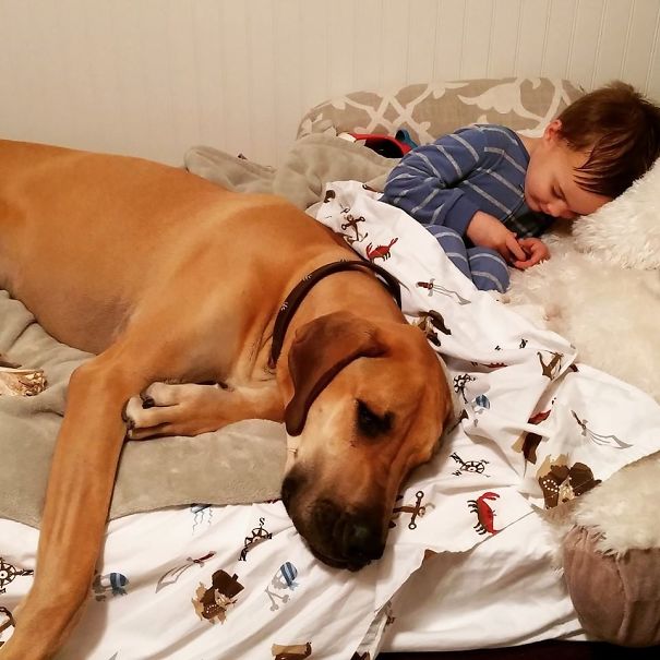 Bambini Che si Comportano Come i Loro Amici a 4 Zampe
