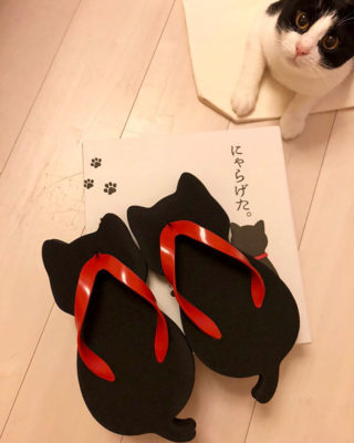 18 regali ideali per le "gattare" 18 regali ideali per le "gattare"