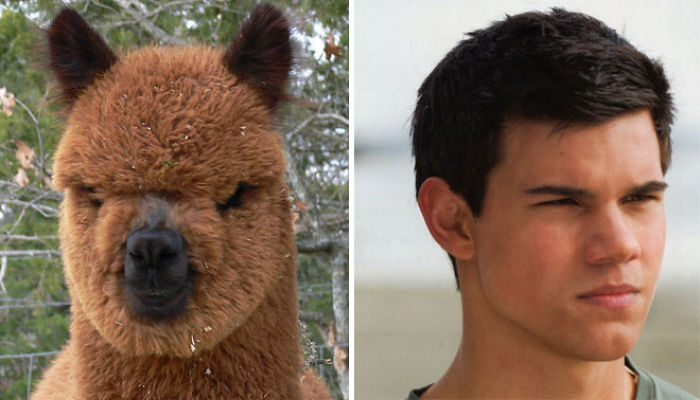 Trova le Differenze: 26 Animali che Assomigliano Incredibilmente a dei VIP