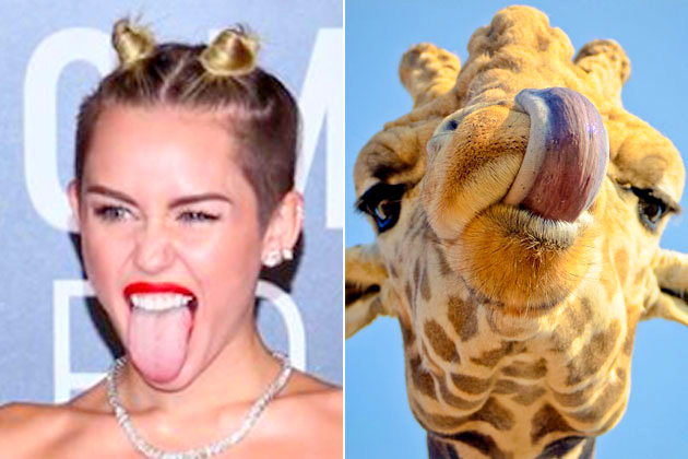 Trova le Differenze: 26 Animali che Assomigliano Incredibilmente a dei VIP