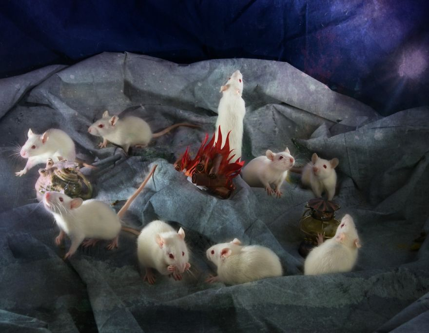 Animali Salvati dai Laboratori Diventano Modelli per Alice nel Paese delle Meraviglie