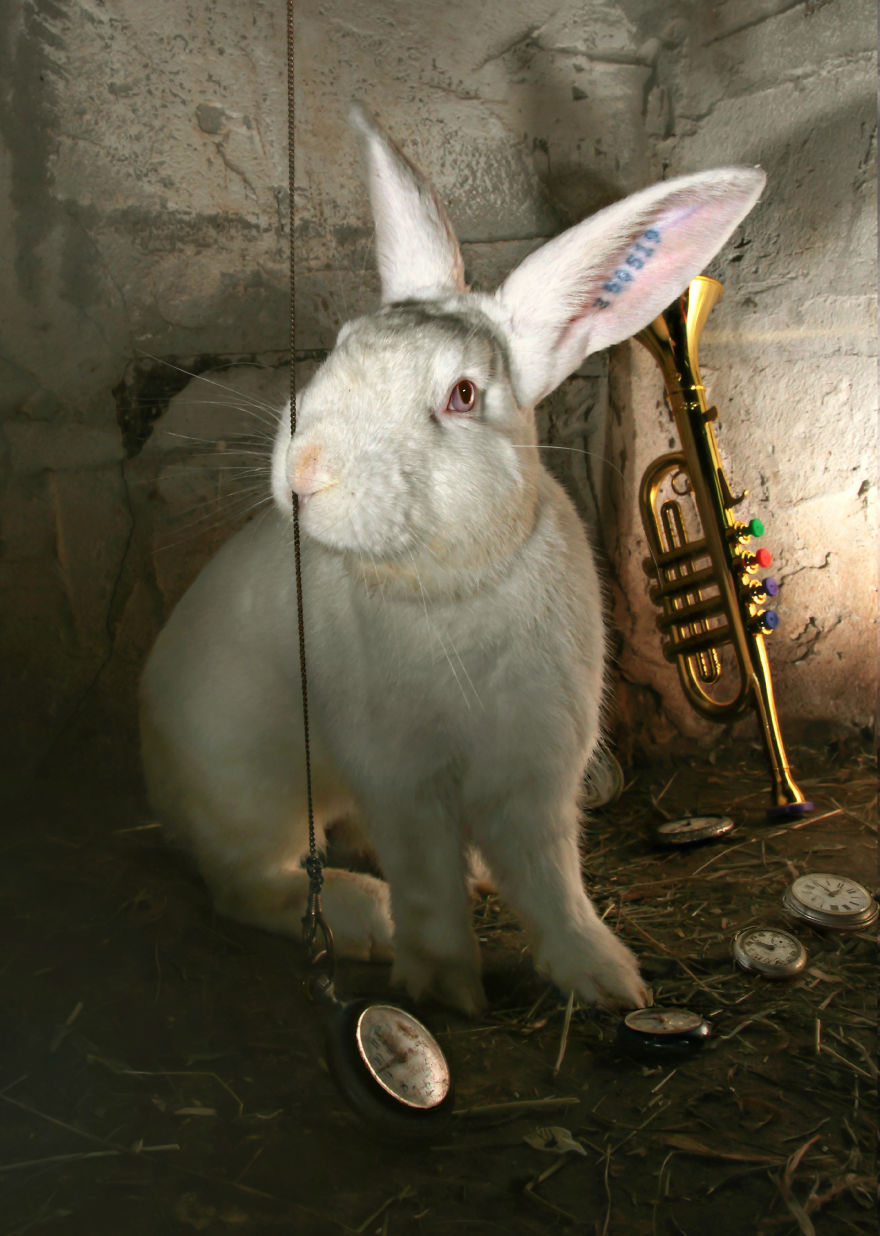Animali Salvati dai Laboratori Diventano Modelli per Alice nel Paese delle Meraviglie