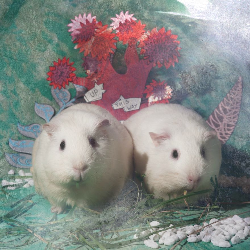 Animali Salvati dai Laboratori Diventano Modelli per Alice nel Paese delle Meraviglie