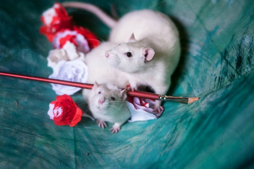 Animali Salvati dai Laboratori Diventano Modelli per Alice nel Paese delle Meraviglie