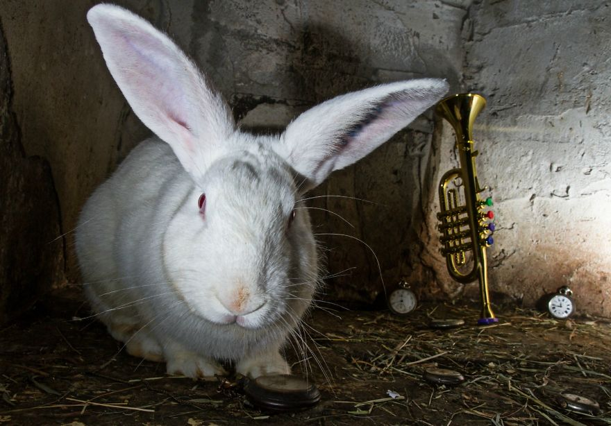 Animali Salvati dai Laboratori Diventano Modelli per Alice nel Paese delle Meraviglie