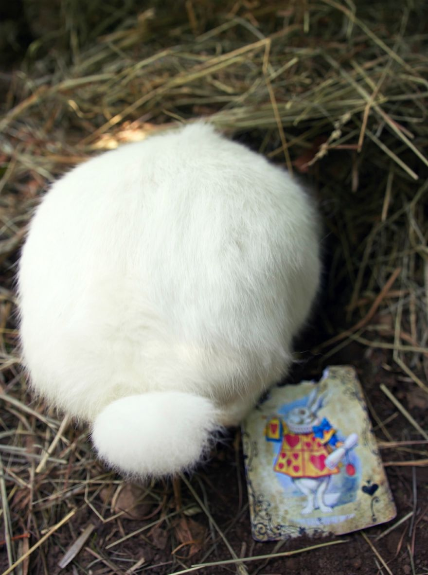 Animali Salvati dai Laboratori Diventano Modelli per Alice nel Paese delle Meraviglie