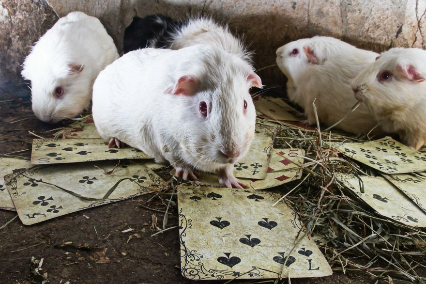 Animali Salvati dai Laboratori Diventano Modelli per Alice nel Paese delle Meraviglie