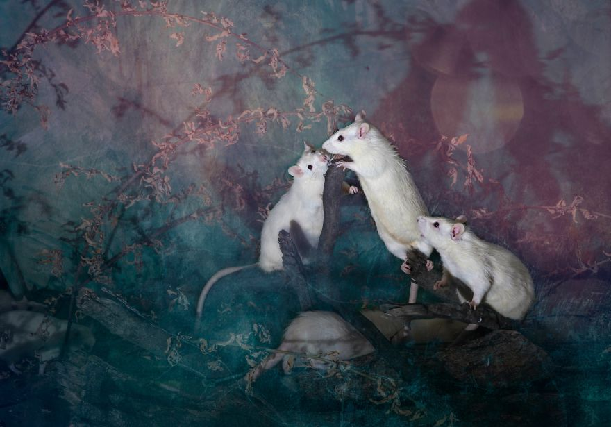 Animali Salvati dai Laboratori Diventano Modelli per Alice nel Paese delle Meraviglie