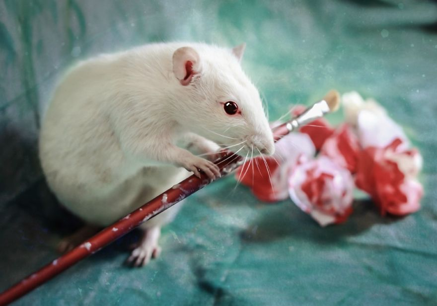 Animali Salvati dai Laboratori Diventano Modelli per Alice nel Paese delle Meraviglie