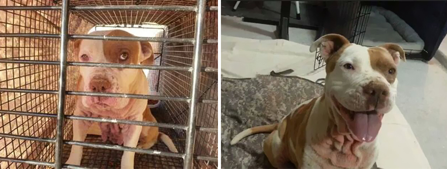 Gli Animali Prima e Dopo l'Adozione: Come Cambia la loro Espressione