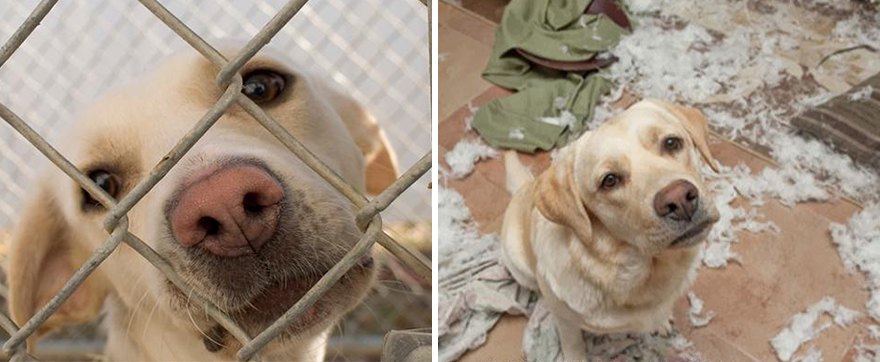 Gli Animali Prima e Dopo l'Adozione: Come Cambia la loro Espressione