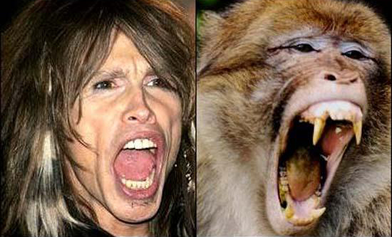 Trova le Differenze: 26 Animali che Assomigliano Incredibilmente a dei VIP