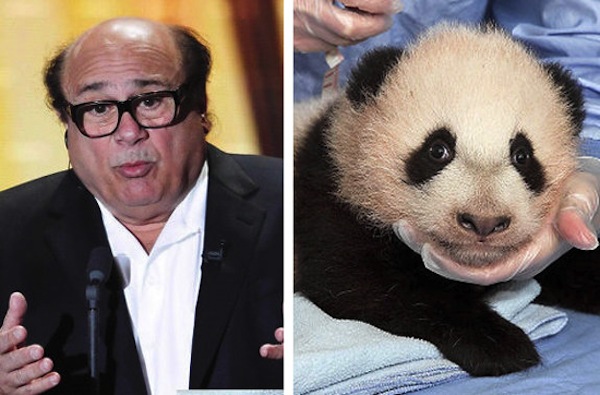 Trova le Differenze: 26 Animali che Assomigliano Incredibilmente a dei VIP