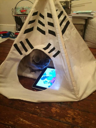 15 Gatti che se la Spassano più di te... Vedere per Credere! 15 Gatti che se la Spassano più di te... Vedere per Credere!