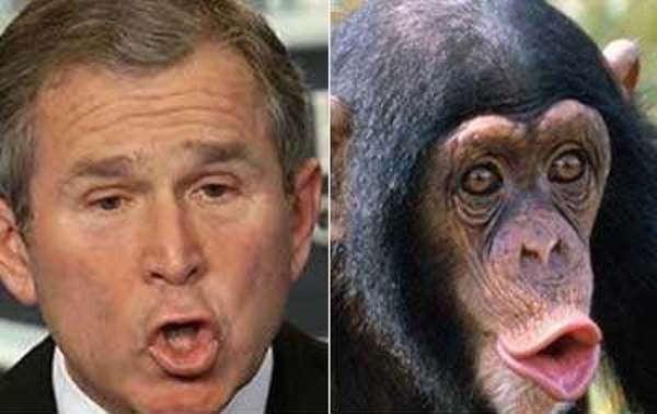 Trova le Differenze: 26 Animali che Assomigliano Incredibilmente a dei VIP
