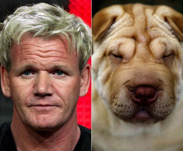 Trova le Differenze: 26 Animali che Assomigliano Incredibilmente a dei VIP