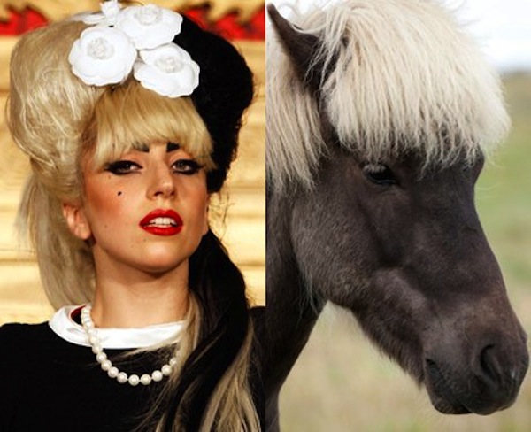 Trova le Differenze: 26 Animali che Assomigliano Incredibilmente a dei VIP