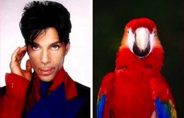 Trova le Differenze: 26 Animali che Assomigliano Incredibilmente a dei VIP