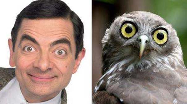Trova le Differenze: 26 Animali che Assomigliano Incredibilmente a dei VIP