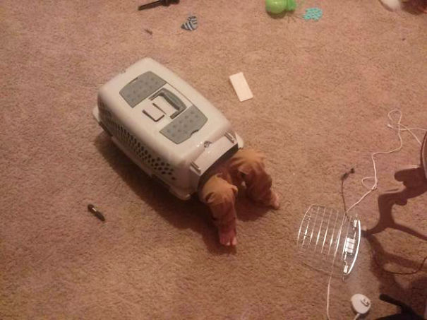 Bambini Che si Comportano Come i Loro Amici a 4 Zampe