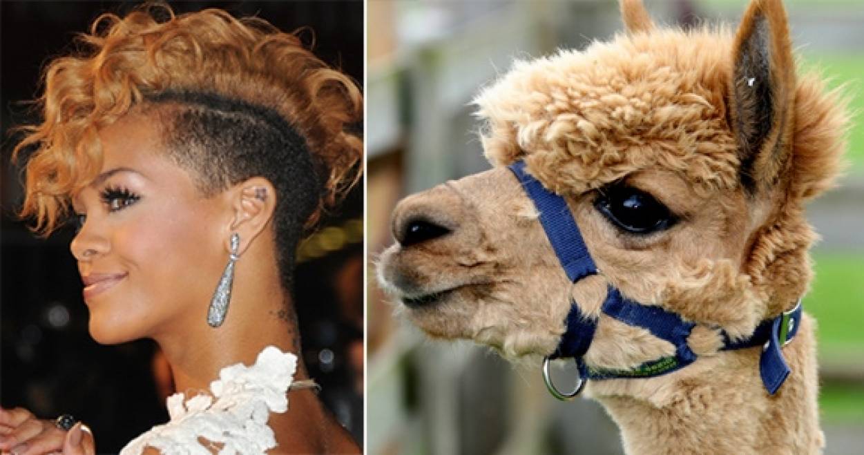 Trova le Differenze: 26 Animali che Assomigliano Incredibilmente a dei VIP