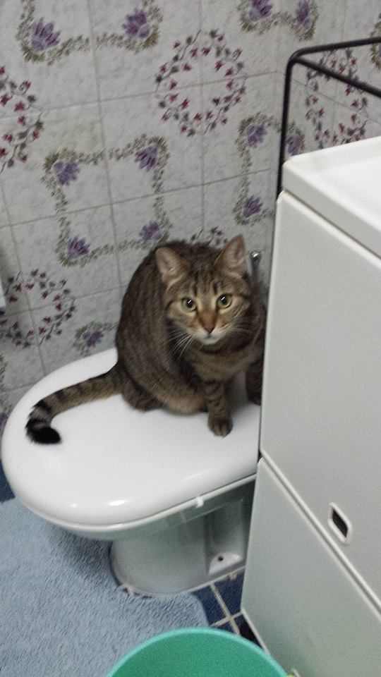 Festa del Gatto: ecco le Foto dei vostri Gatti che ci avete inviato