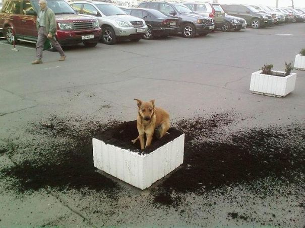 Non solo gli Uomini... a volte anche i Cani possono essere Str****