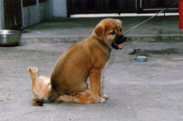 Non solo gli Uomini... a volte anche i Cani possono essere Str****
