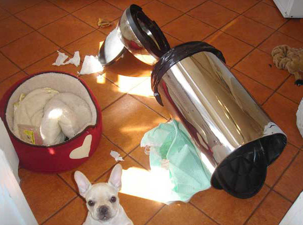 Non solo gli Uomini... a volte anche i Cani possono essere Str****
